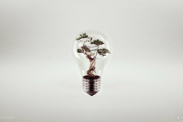 A tree placed in a light bulb