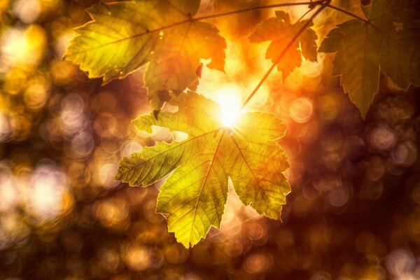 Autumn leaf. Ray of the sun