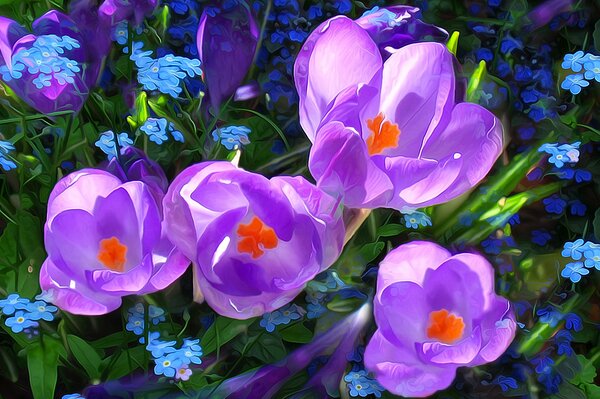 Purple crocuses on a background of grass and small blue flowers