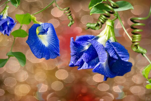 Fiori blu con rugiada su foglie con germogli vorticosi