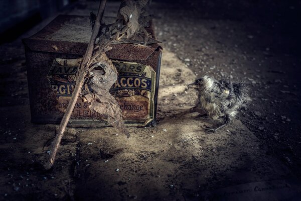 A mangy bird is sitting next to a rusty box