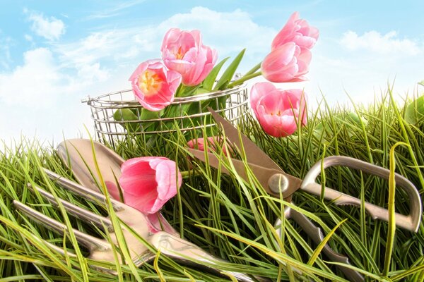 Розовые тюльпаны в корзинке с вилкой и ножницами