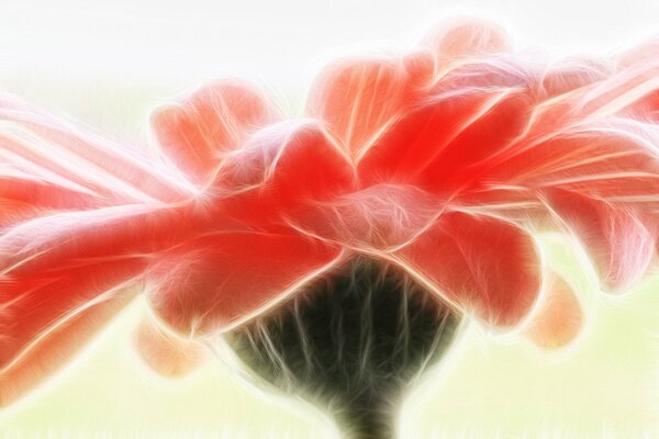 Gerbera flower with pale red petals