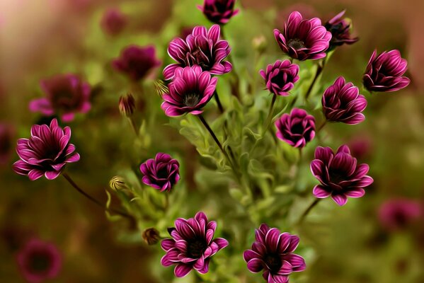 Ramo de pequeñas flores púrpuras