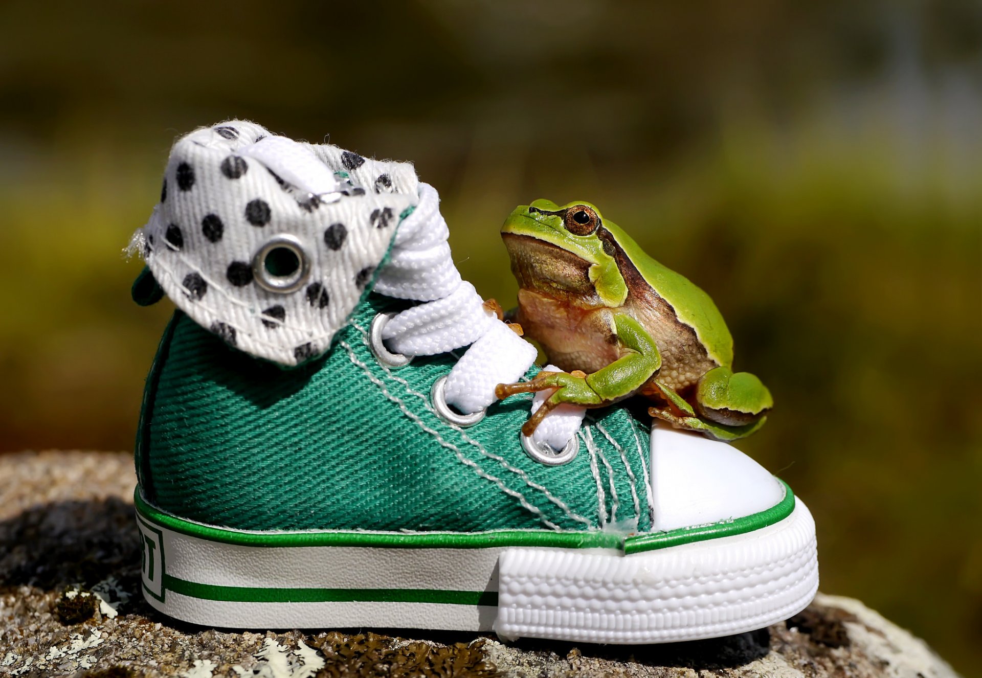 la grenouille chaussures chaussures de sport