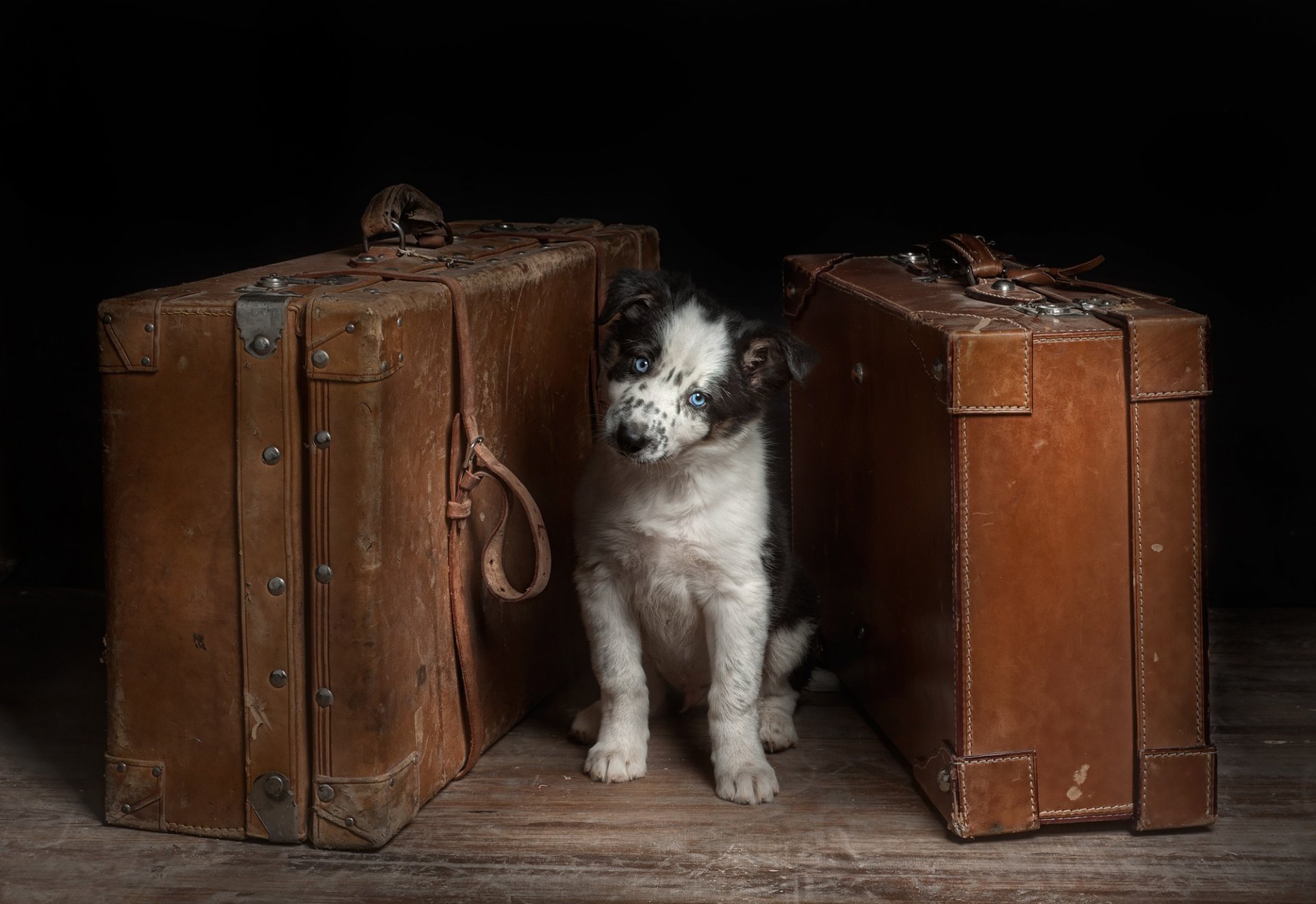 hund koffer blick freund