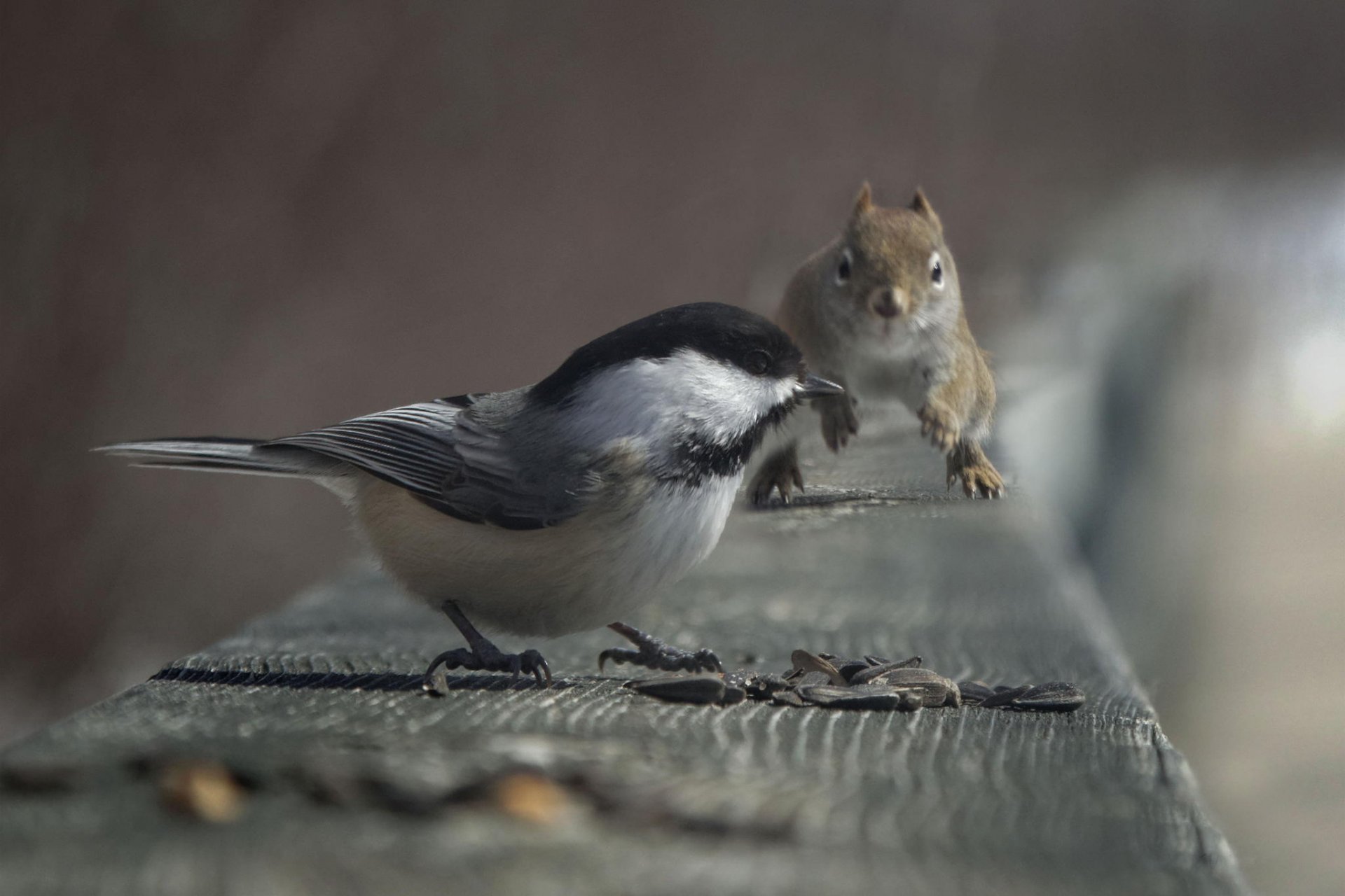 bird titmouse seeds protein