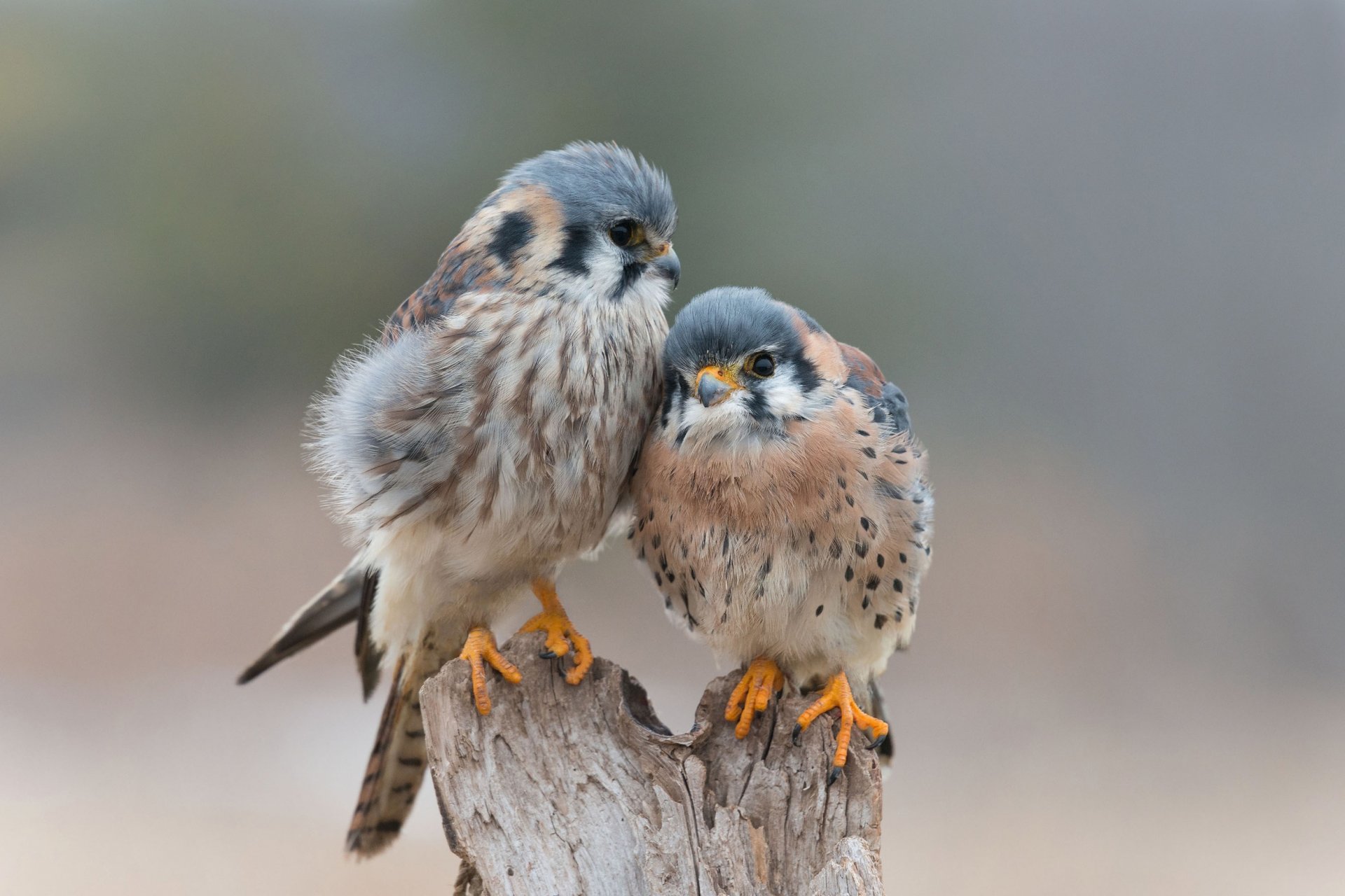 pájaros amor ternura