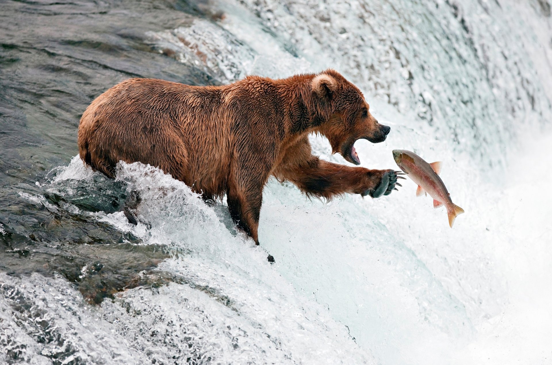 l ours rivière ruisseau le poisson la pêche