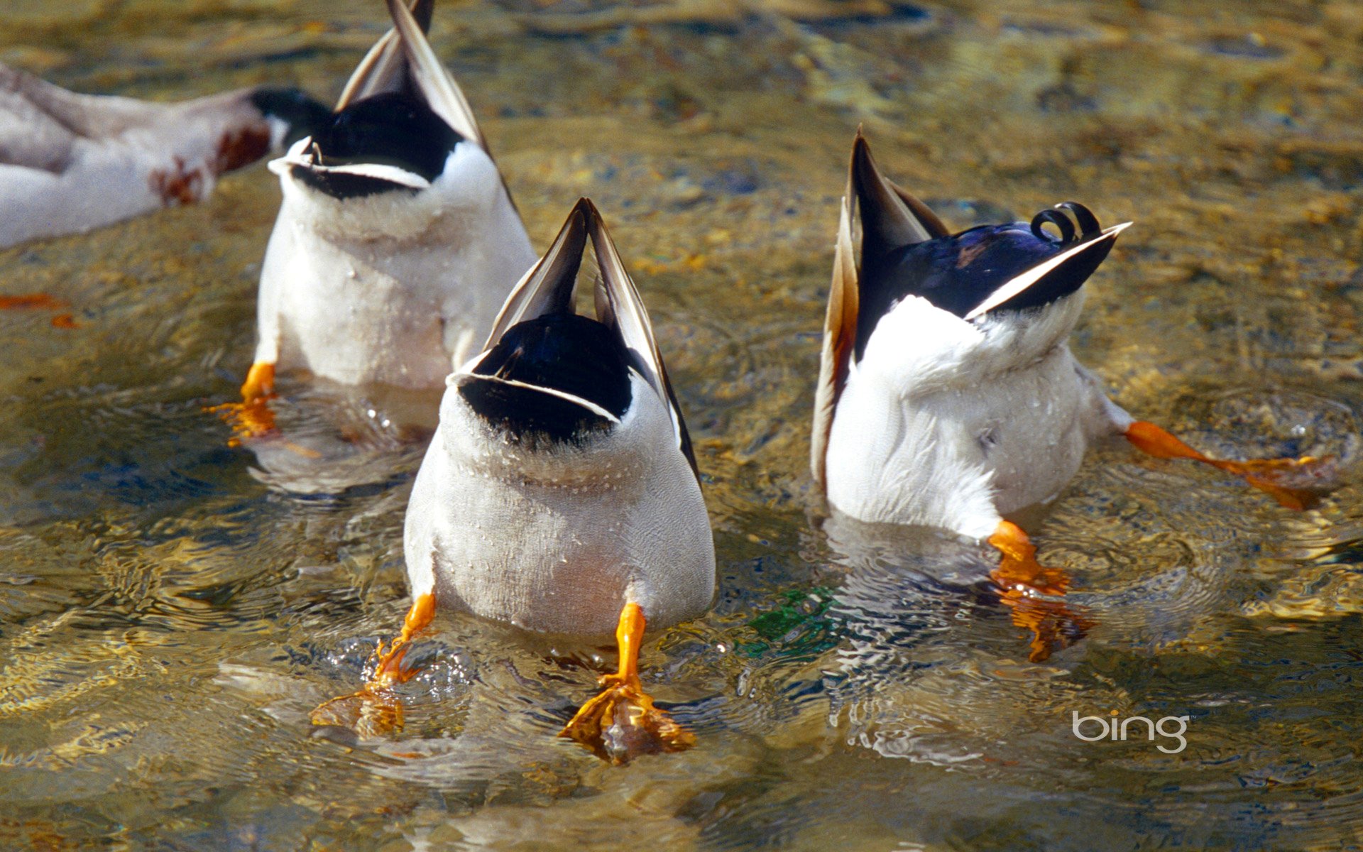 sachsen deutschland enten tauchen vogel