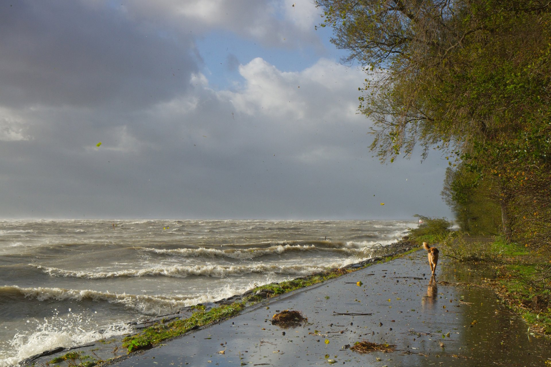 le rivage le chien les vagues le vent la tempête