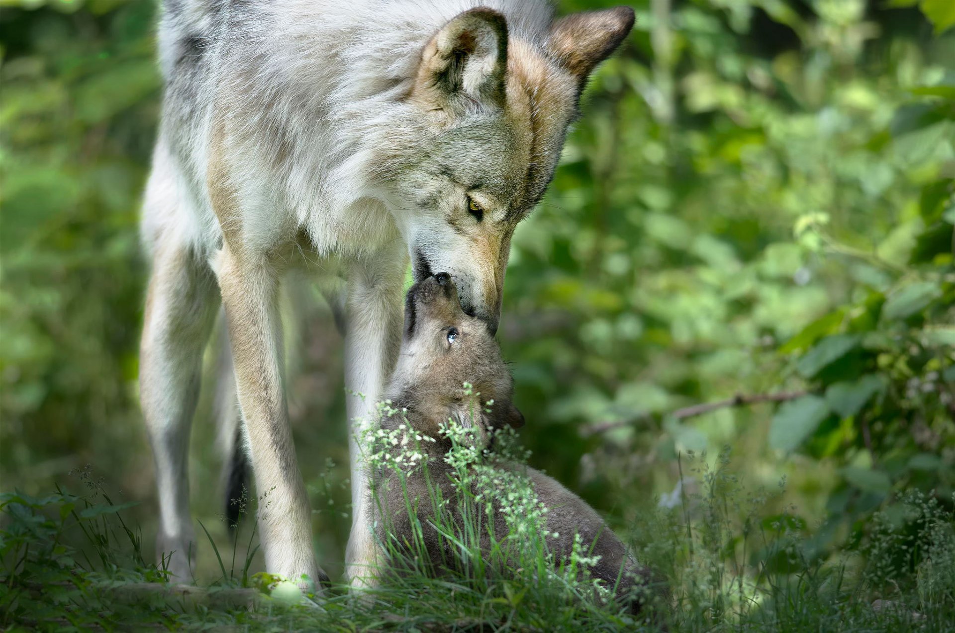 lupo cucciolo di lupo cura fauna selvatica