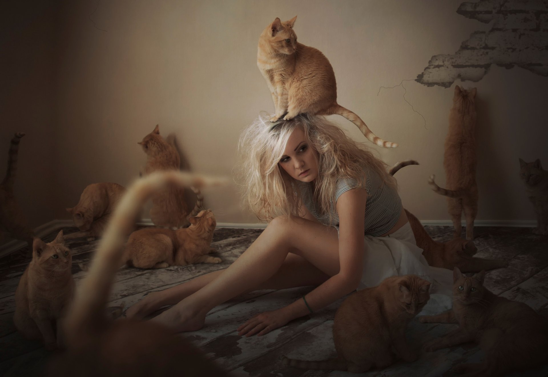 la jeune fille les chats les chats rousses