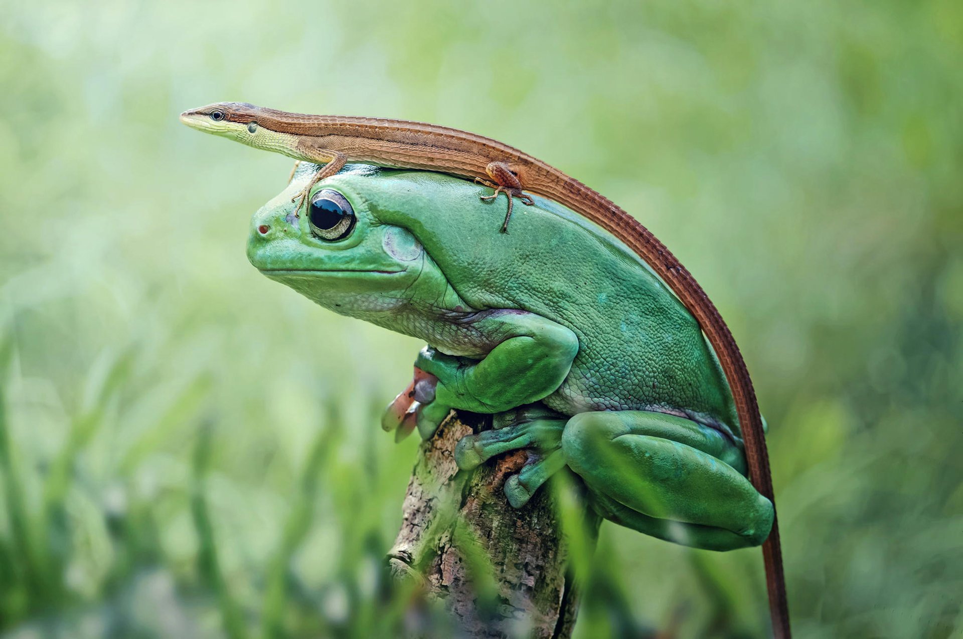 naturaleza rana lagarto anfibio