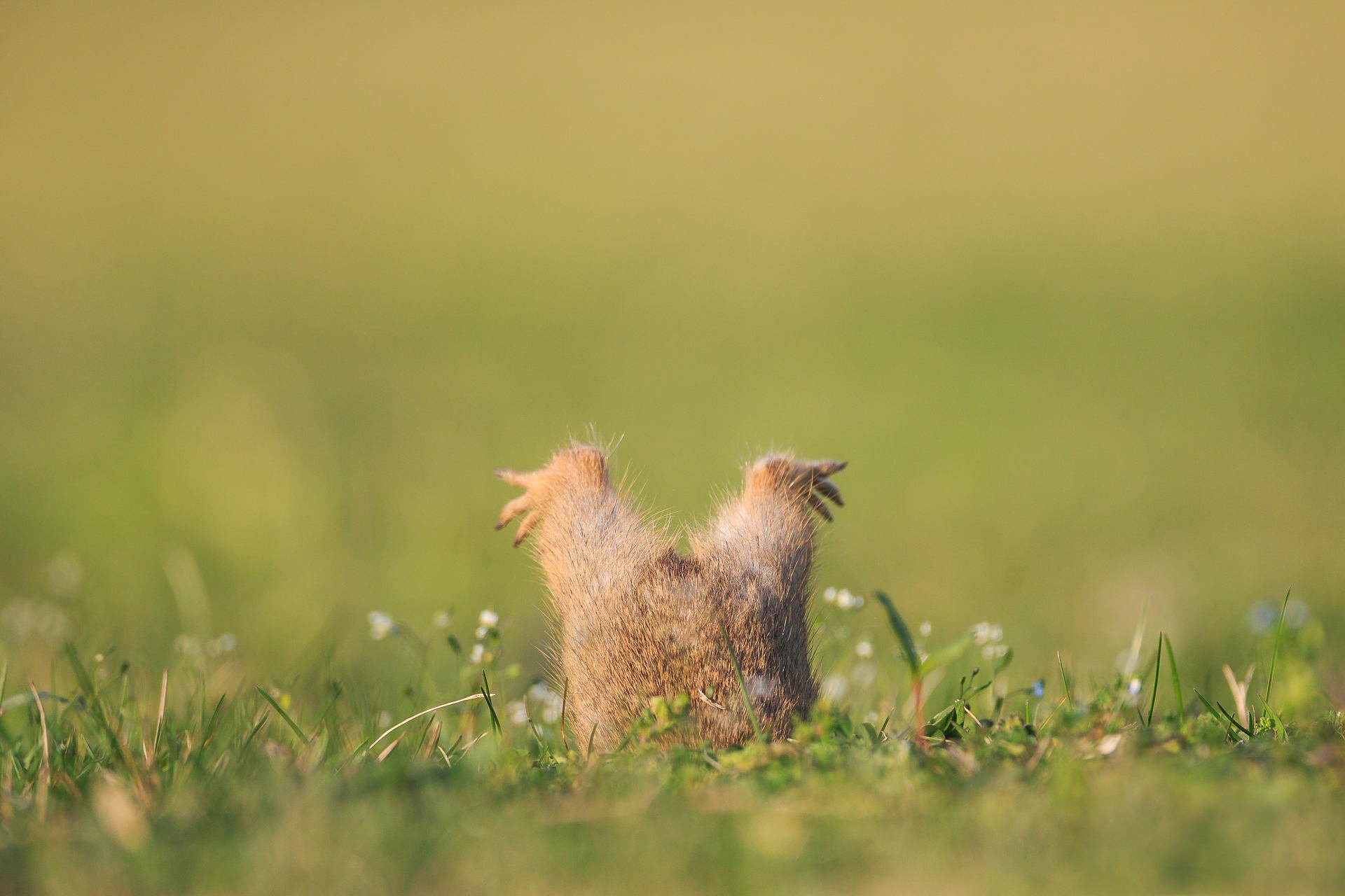 gopher buco zampe