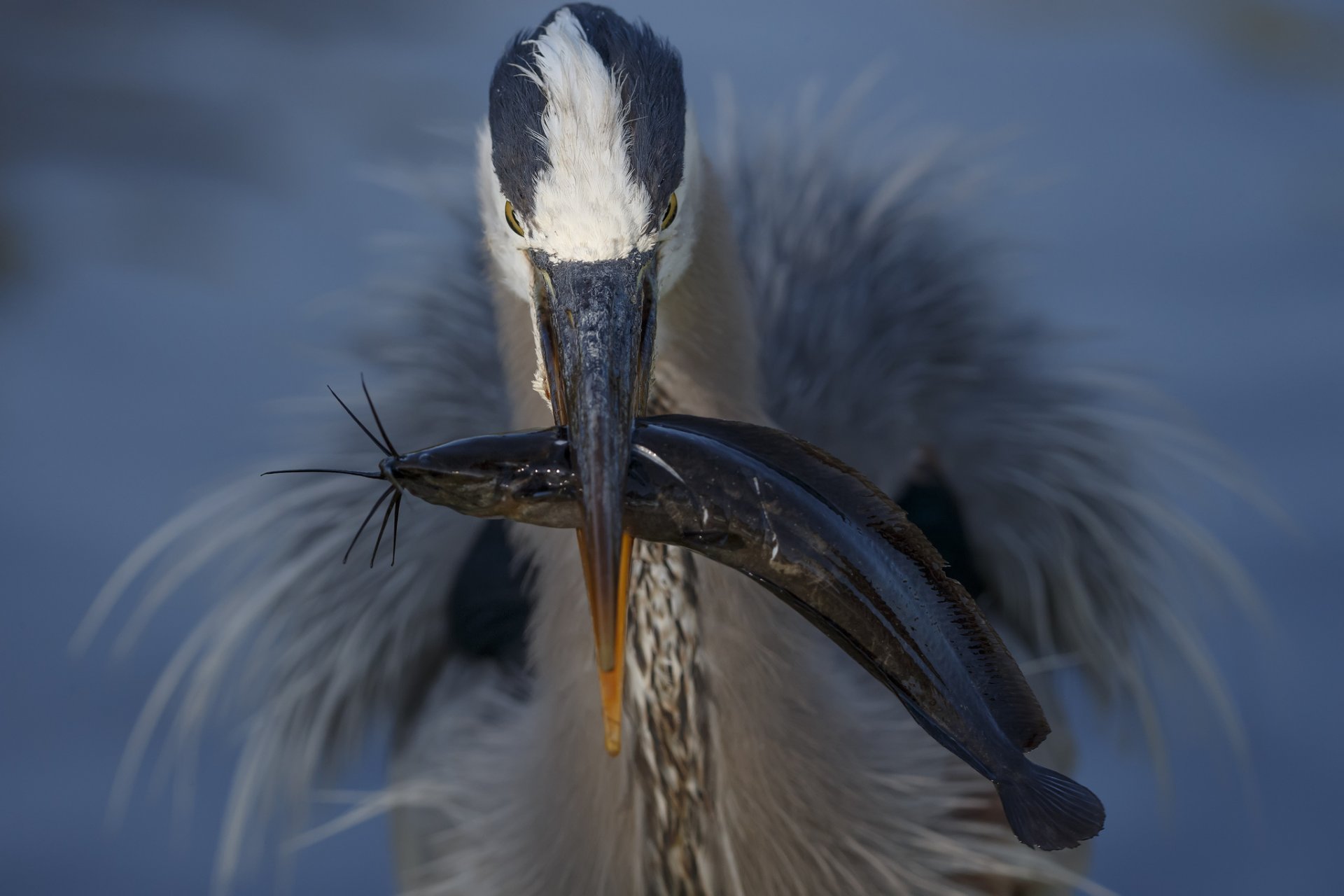 oiseau bec poisson capture