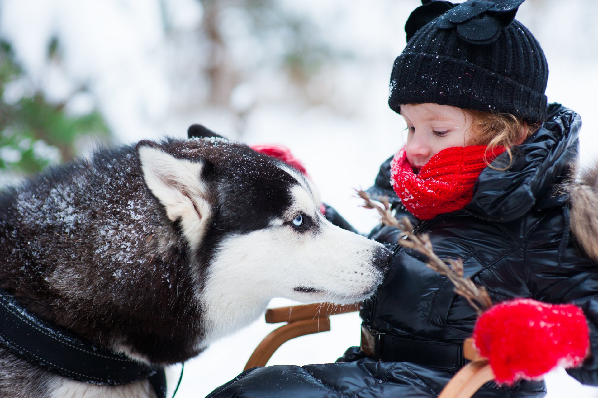 perro niña husky invierno