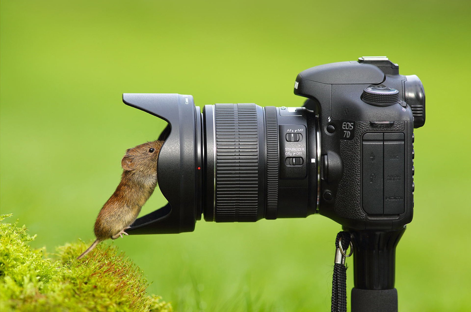 mouse a camera lens curiosity