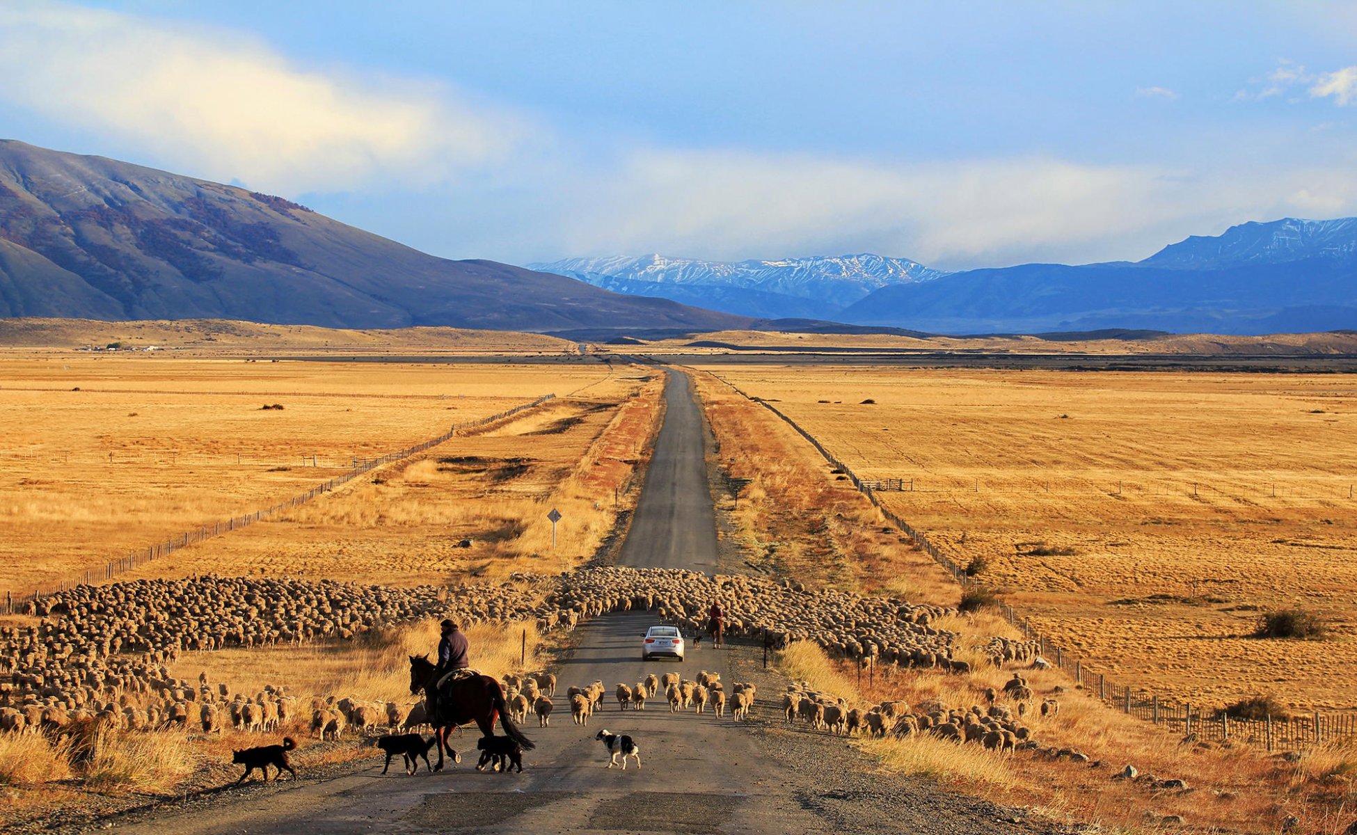 strada auto pecore cile patagonia