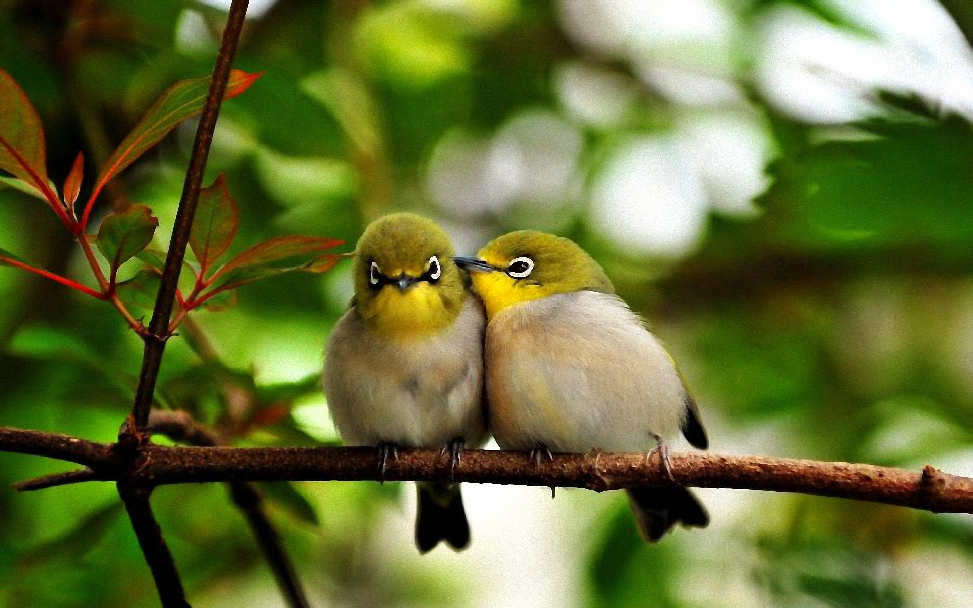 uccello ramo foglie colore conversazione