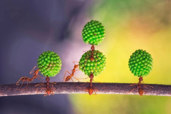 A team of workaholics ants akrabatov