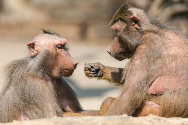 Spiele im Zoo bei Affen