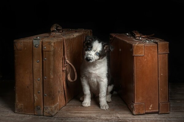 The dog is waiting for its owner on suitcases