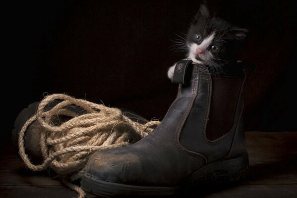 The kitten settled into a leather boot