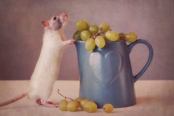 La petite souris et les raisins dans une cruche.