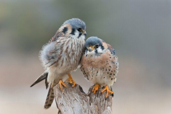 Love and tenderness of a bird forever