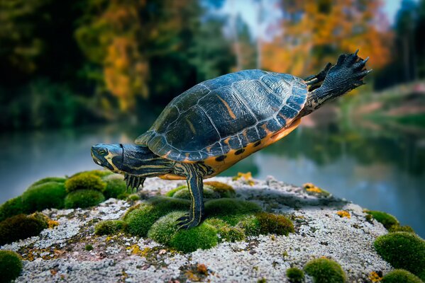 Turtle dancing on a rock with moss