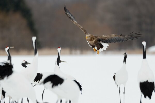 Allarme aereo Predator RAID