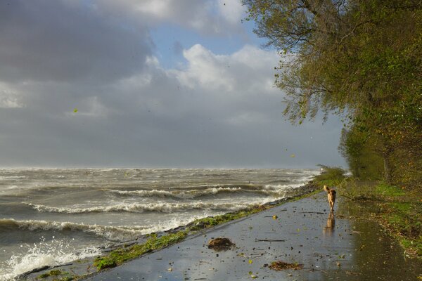 Mare agitato e cane calmo