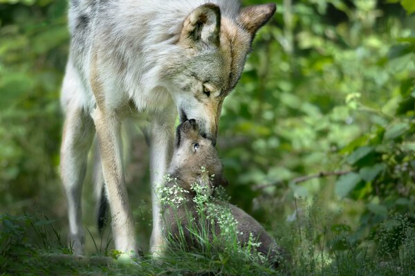 La tribu del lobo muestra ternura