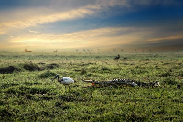 Une seconde avant. Crocodile chasse l oiseau