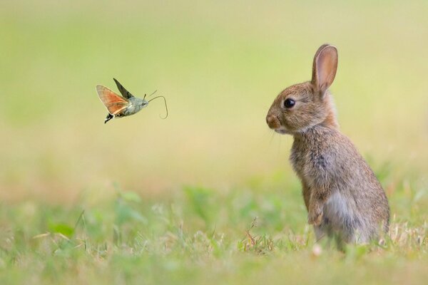 Amitié papillon et lapin dans le domaine