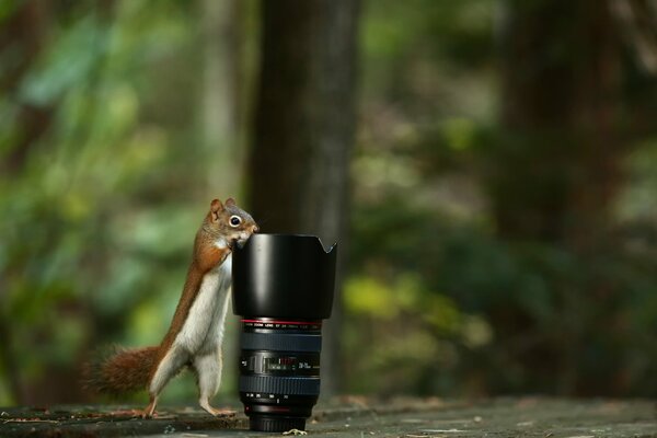 Curious squirrel is interested in the lens