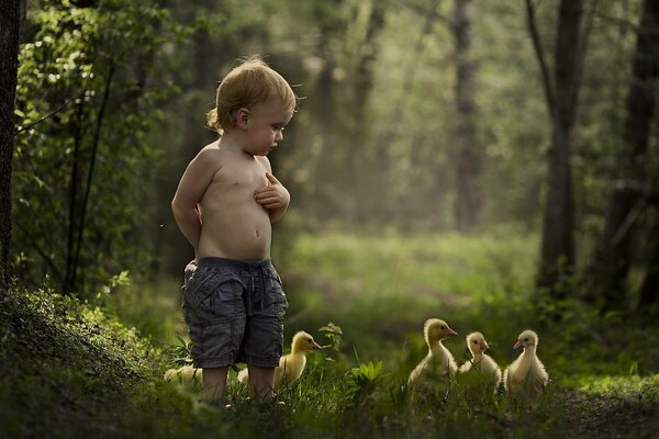 Junge schaut auf junge Enten