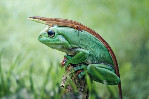 Nature photo, lizard on the leg