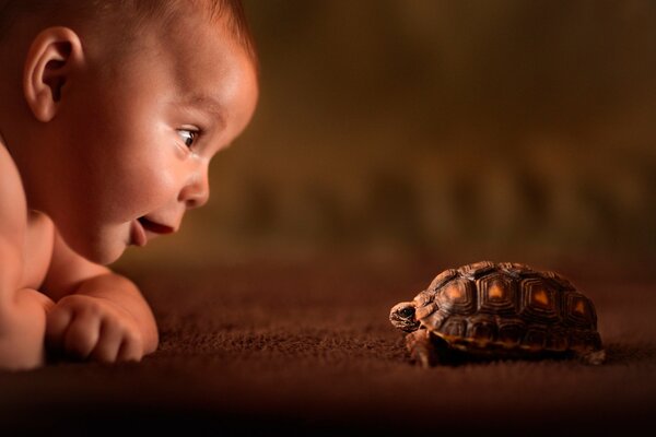 Un niño Mira a una pequeña tortuga