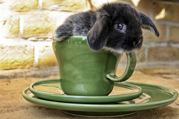Bella faccia di coniglio che sporge dalla tazza