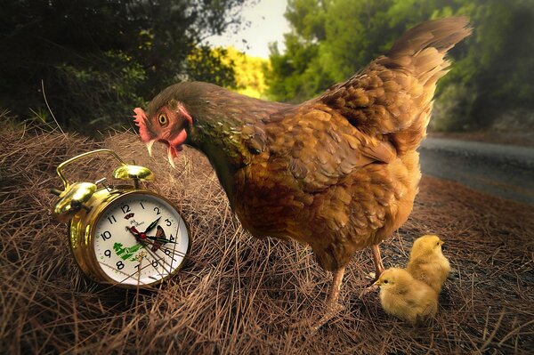 Chicken and chickens keep track of time by alarm clock