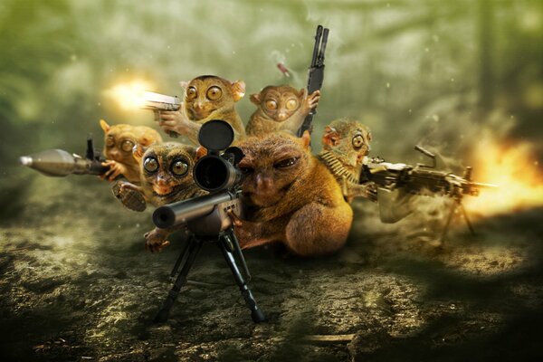 Les Loris kaoliques utilisent des armes