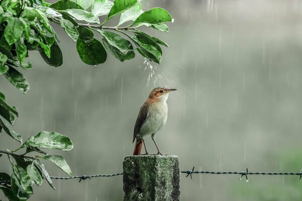 Птичка принимает душ под деревом