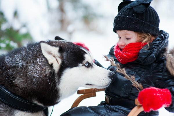 A girl and a husky on a walk in winter