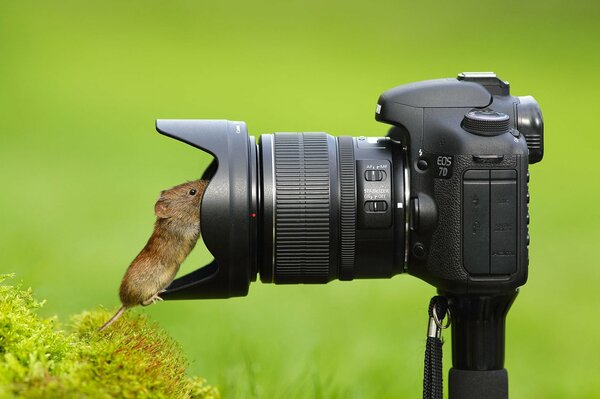 Un topo curioso Cerca un uccello nell obiettivo