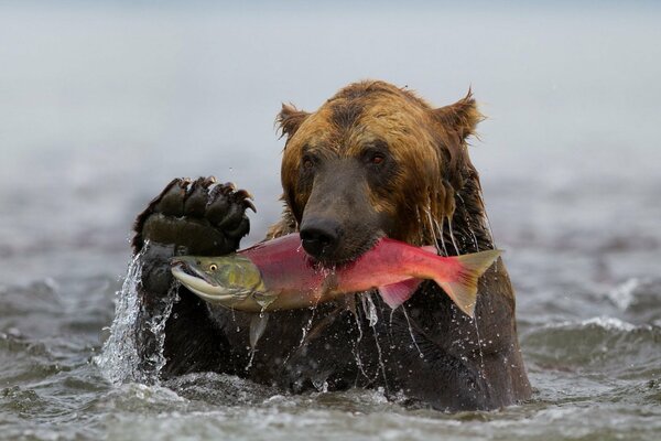 El oso de Kamchatka con su captura