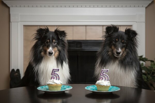Собаки день рождение тарелки
