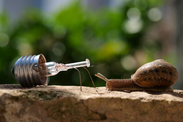 Caracol y bombilla con forma de Caracol