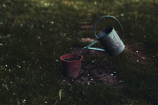 Watering can watering a tree sprout